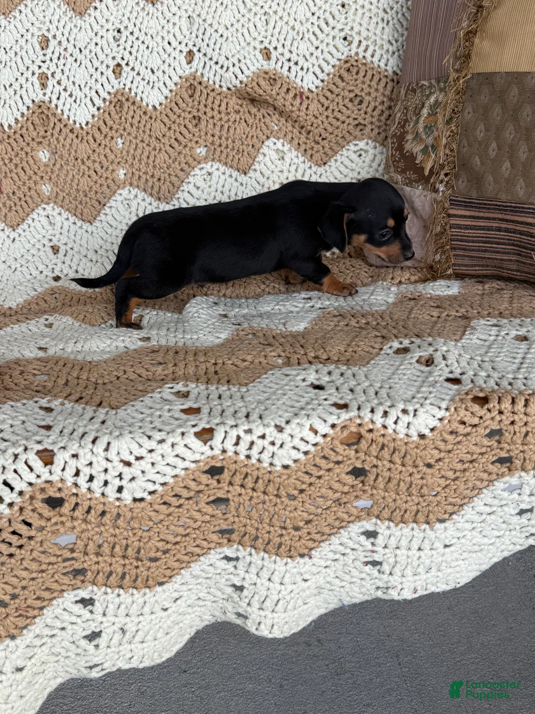 Miniature Dachshund dogs for sale:  Bam bam - Ad 2
