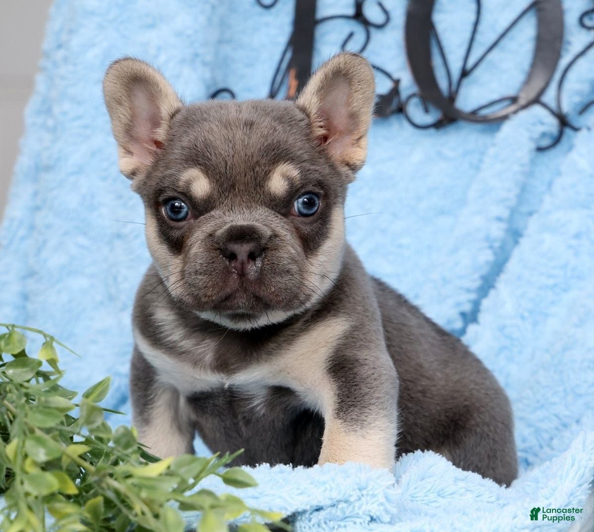 French Bulldog dogs Dexter - Ad 1