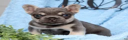 French Bulldog dogs for sale: Dexter - Ad 1