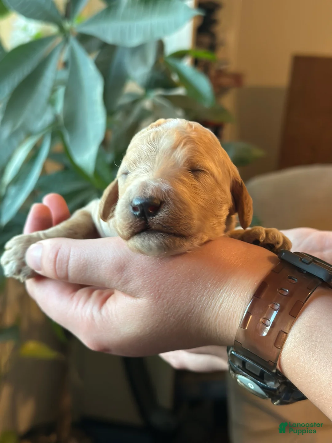 Standard Poodle dogs for sale: Standard Poodle 7 - Ad 1