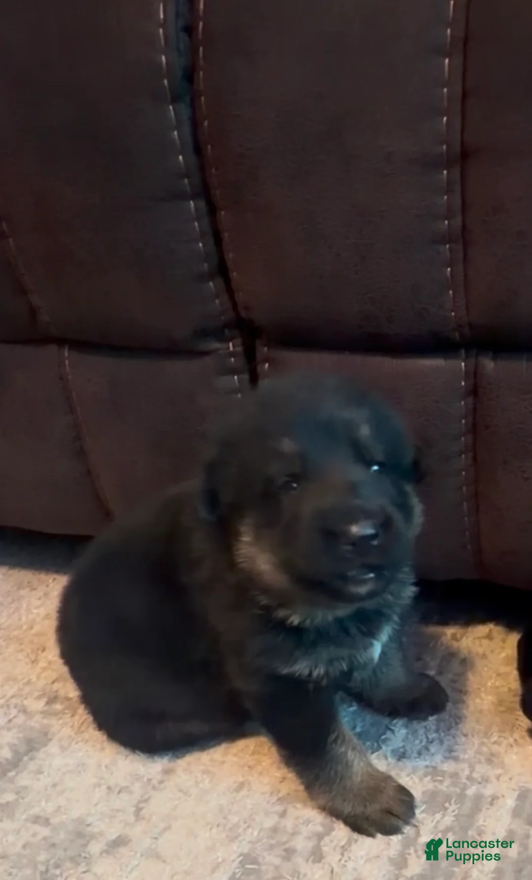 German Shepherd dogs for sale: Green German Shepherd  - Ad 1