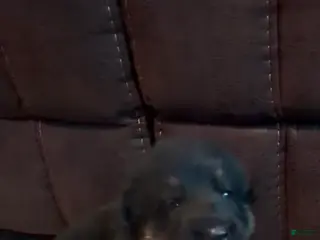 German Shepherd dogs Green German Shepherd - Ad 12