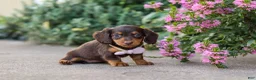 Miniature Dachshund dogs for sale: Lila - Ad 10