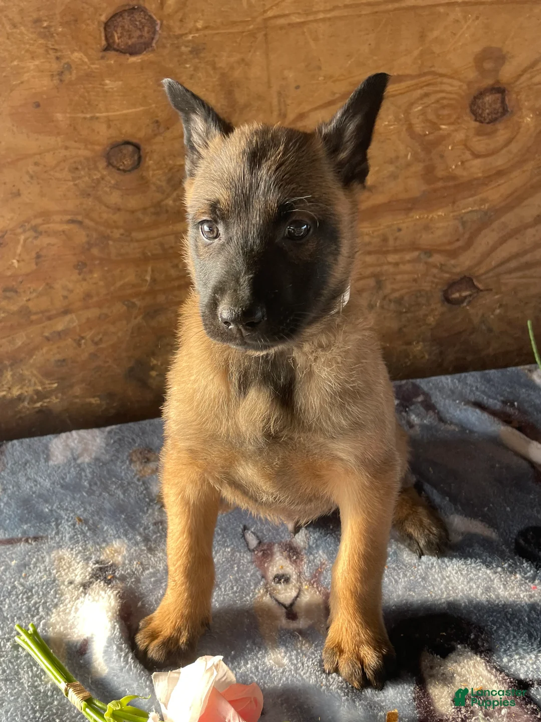 Belgian Malinois dogs for sale: Zeus - Ad 2