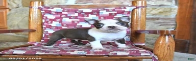 Gus
