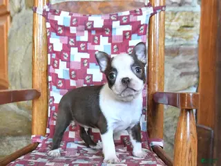 Boston Terrier dogs for sale: Gus - Ad 3