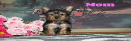 Yorkshire Terrier dogs for sale: Cutie - Ad 6