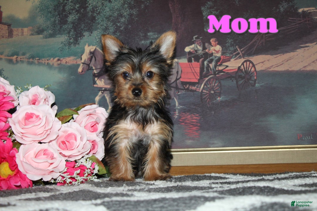 Yorkshire Terrier dogs for sale: Cutie - Ad 6