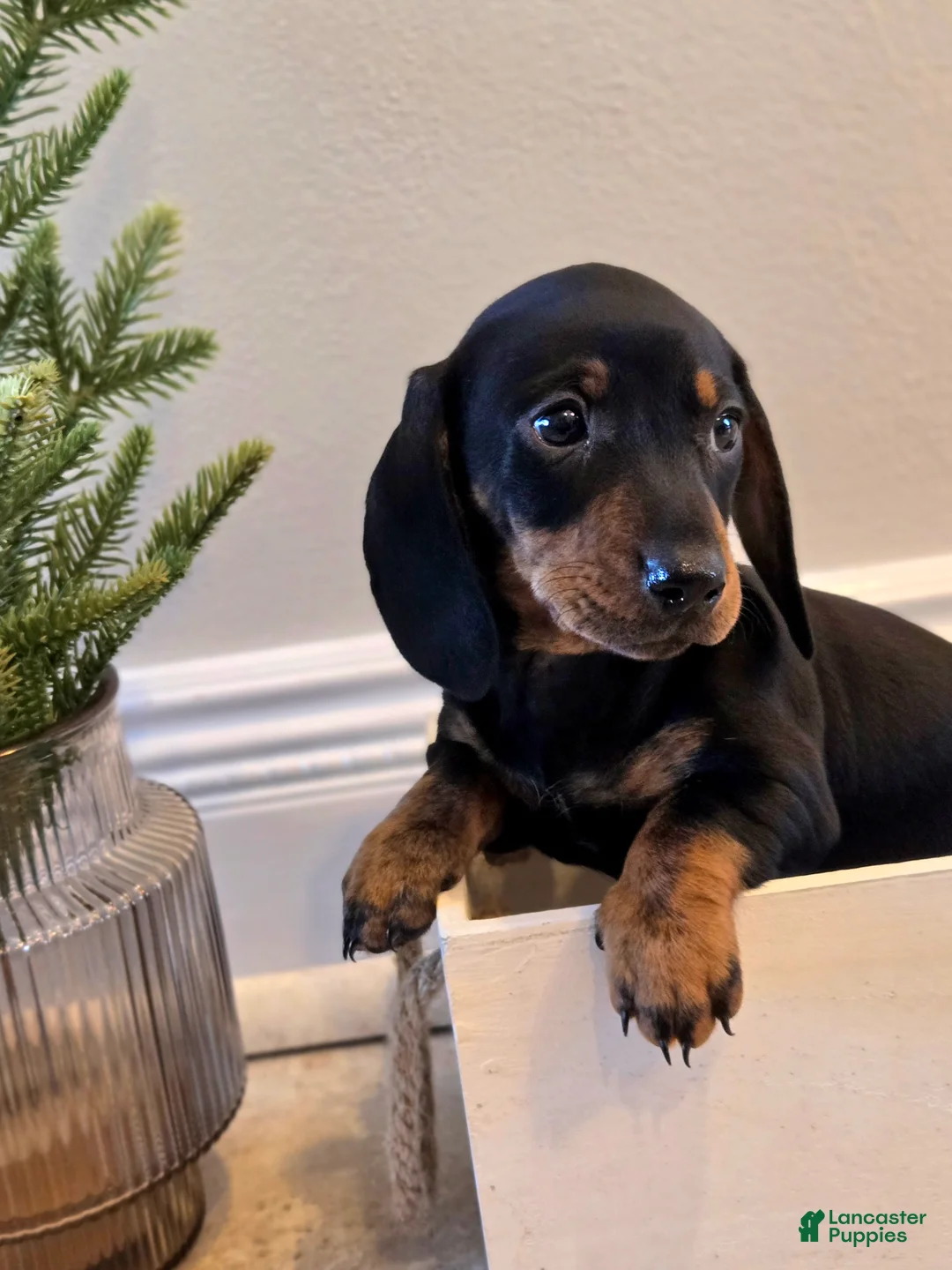 Dachshund dogs for sale: Nova - Ad 2