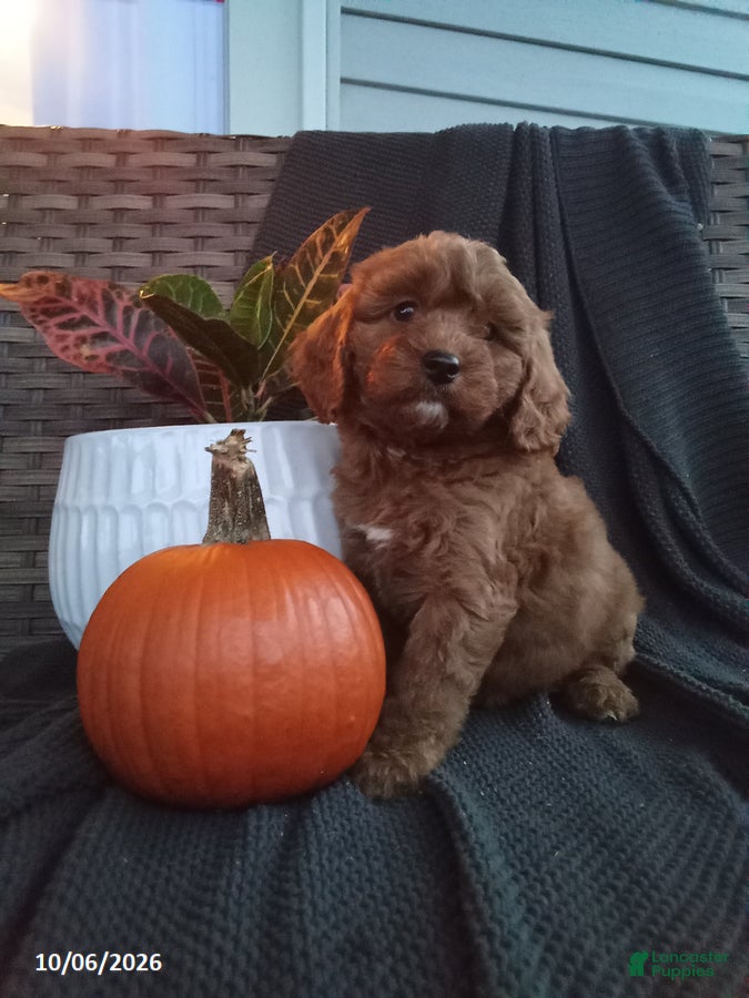 Mixed Breed dogs Elizabeth - Ad 1