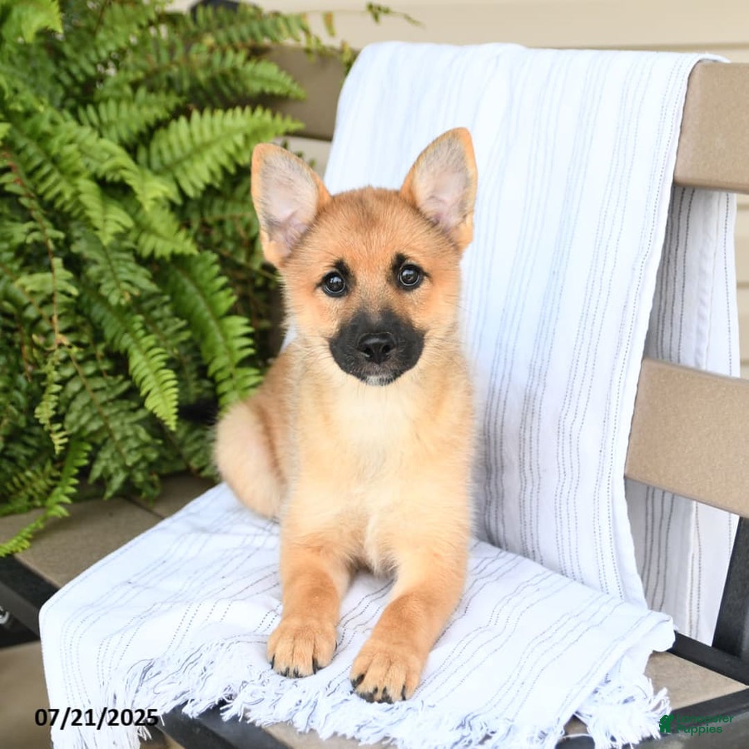 Mixed Breed dogs for sale: Tricky - Ad 15