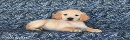 Golden Retriever dogs for sale: Natalie - Ad 5