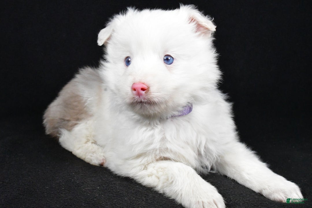 Toy Australian Shepherd dogs for sale: Bailey - Ad 1