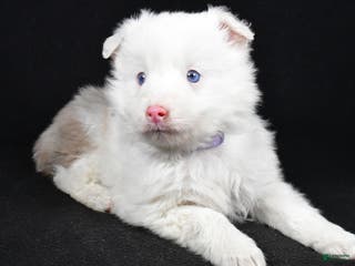 Toy Australian Shepherd dogs Bailey - Ad 10