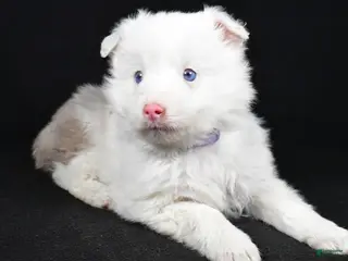 Toy Australian Shepherd dogs Bailey - Ad 5