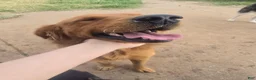 Golden Retriever dogs for sale: "Gracie" Red Girl - Ad 6