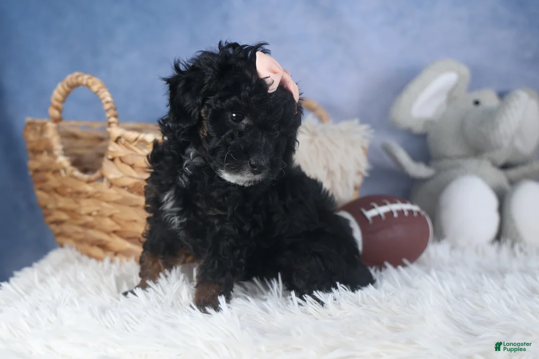 Miniature Poodle dogs for sale: Regan - Ad 4