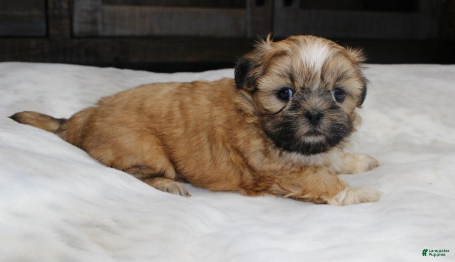 Shih Tzu dogs Claire - Ad 5