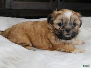 Shih Tzu dogs Claire - Ad 5