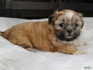 Shih Tzu dogs Claire - Ad 13