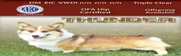 Welsh Corgi Pembroke dogs for sale: Sasha - Ad 6