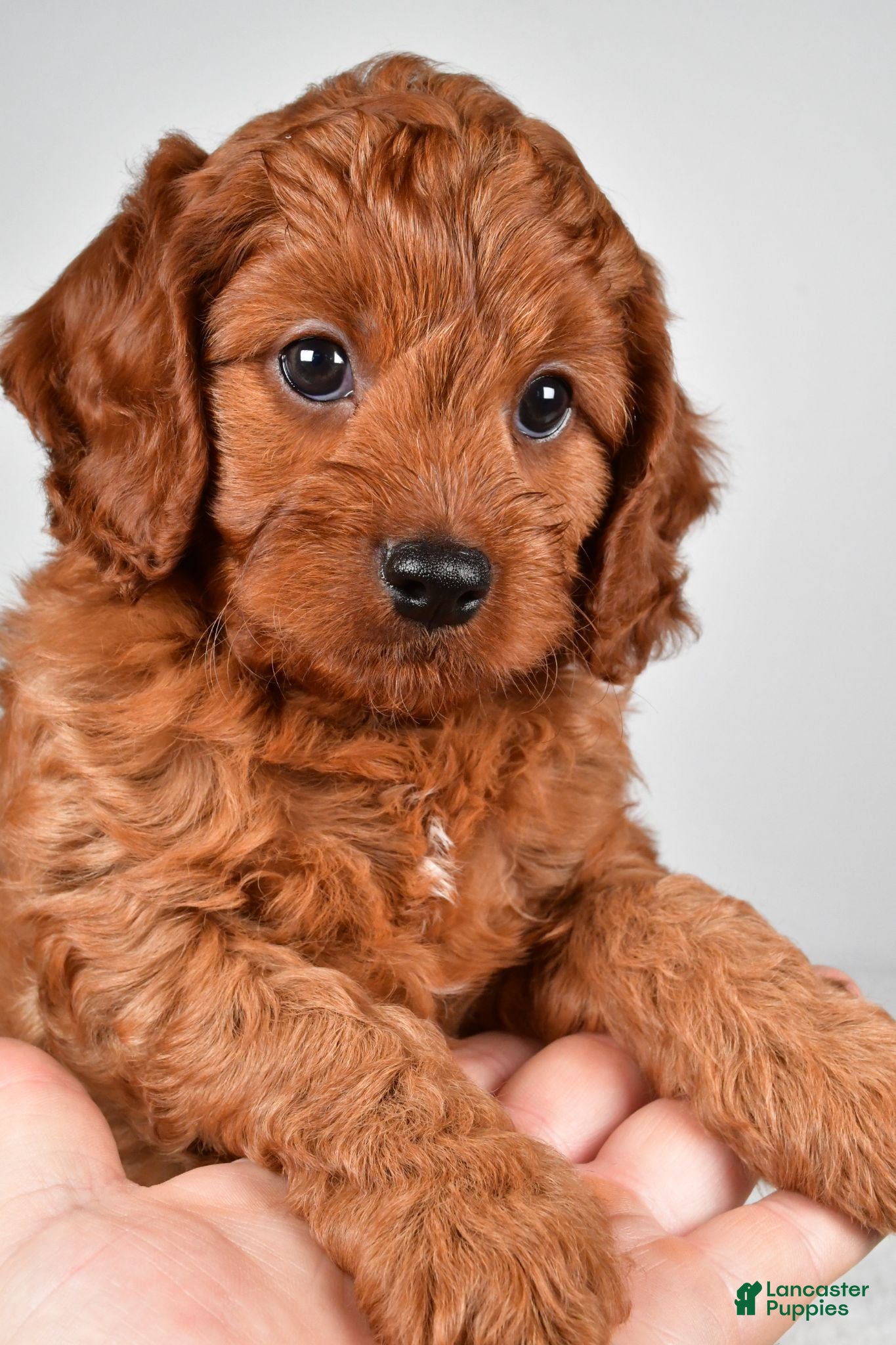 Cavapoo dogs Earl - Ad 2