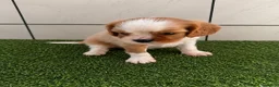 Cavalier King Charles Spaniel dogs for sale: Cavalier King Charles Spaniel 1 - Ad 3