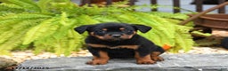 Rottweiler dogs for sale: Tootsie - Ad 3