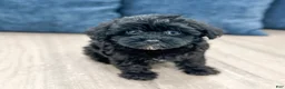 Yorkiepoo dogs for sale: Jenny - Ad 4