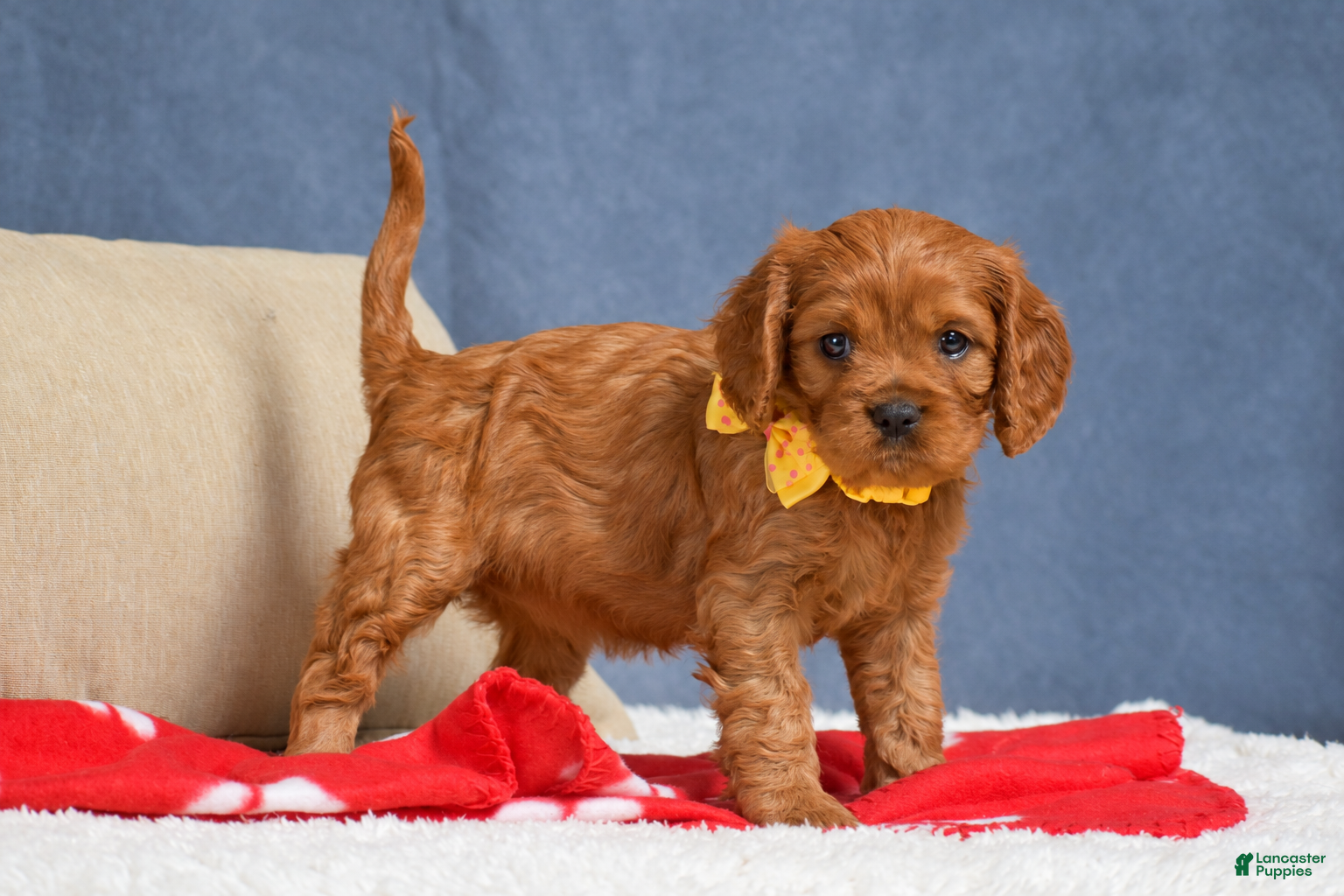 Cavapoo dogs Fiona - Ad 1