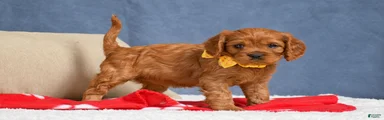 Fiona