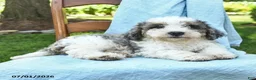 Mini Bernedoodle dogs for sale: Cara  - Ad 6