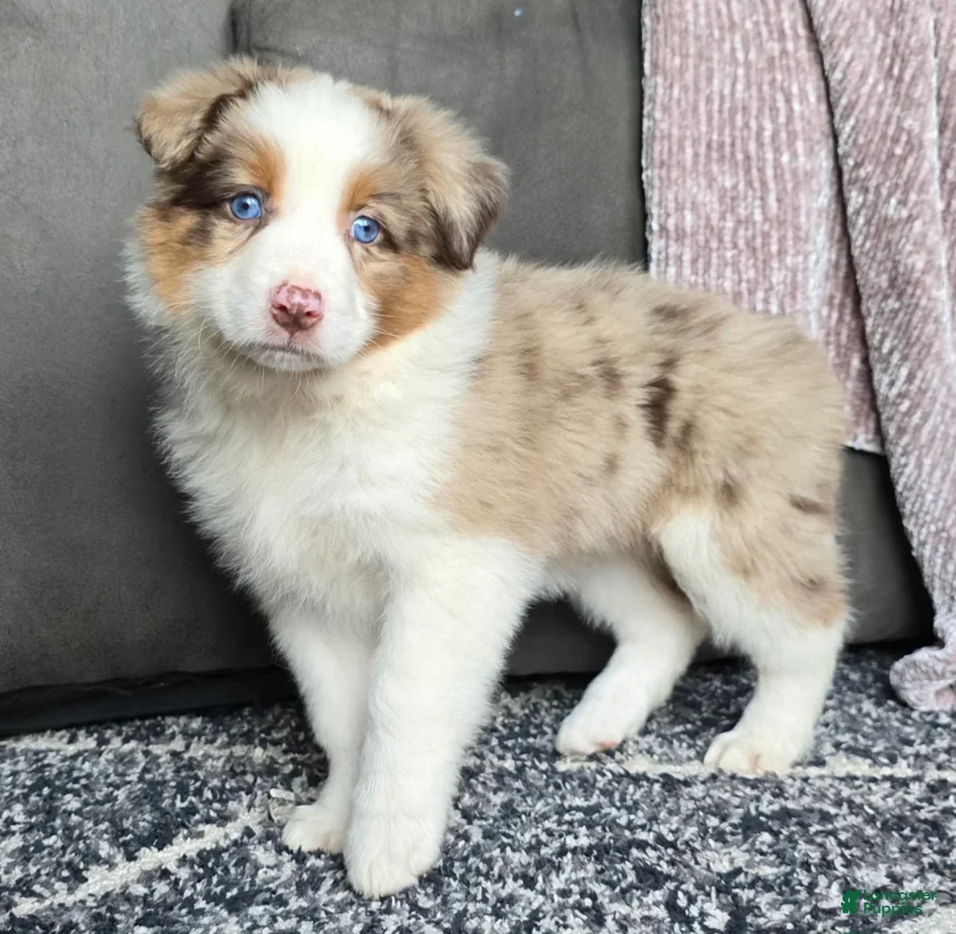 Australian Shepherd dogs for sale: August  - Ad 2