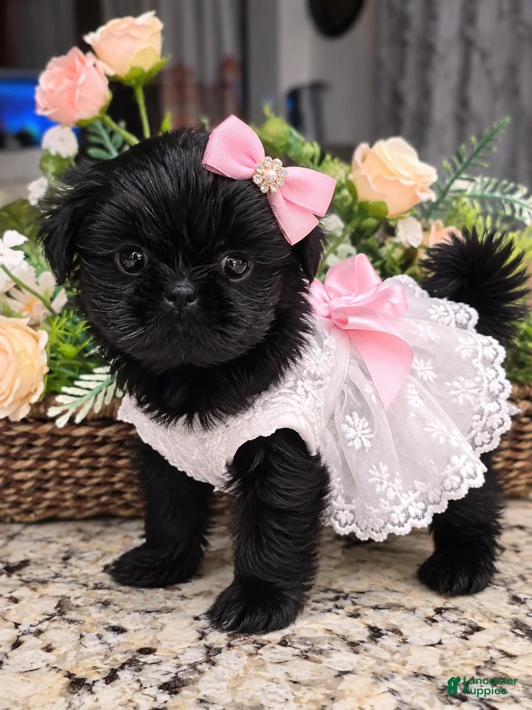 Shih Tzu dogs for sale: Shih Tzu 1 - Ad 1
