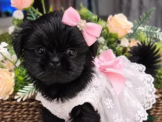 Shih Tzu dogs Shih Tzu 1 - Ad 13