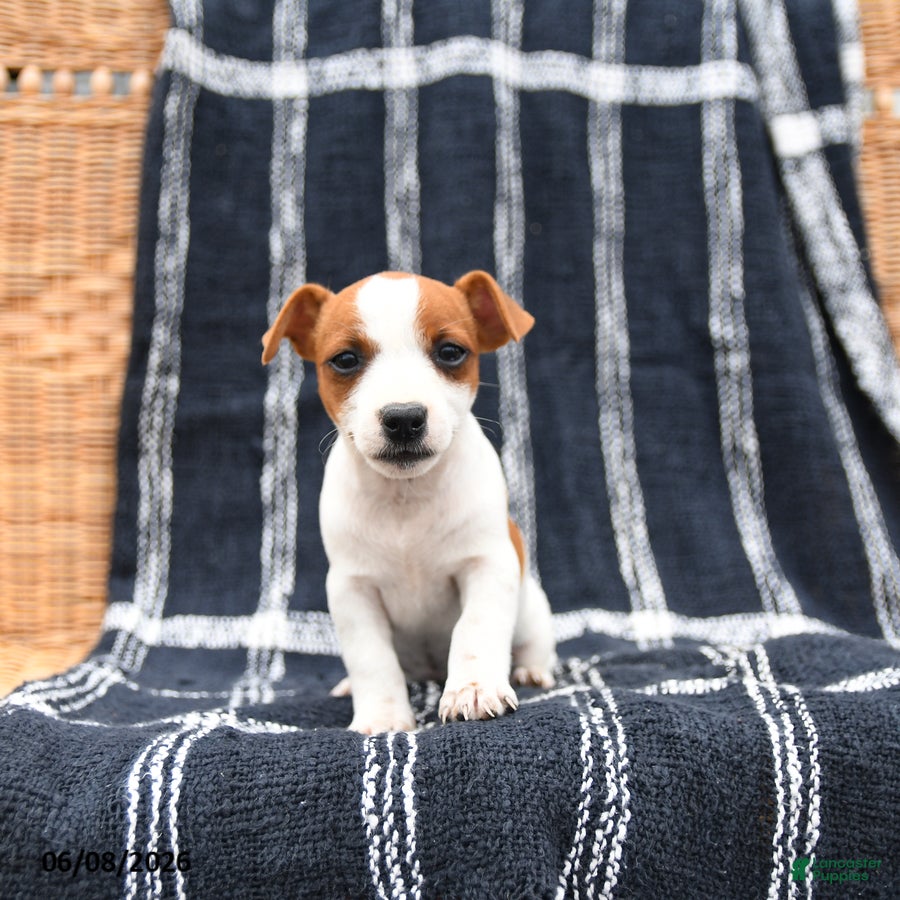 Jack Russell Terrier dogs Judy - Ad 1