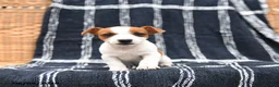 Jack Russell Terrier dogs for sale: Judy - Ad 1