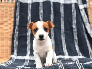 Jack Russell Terrier dogs for sale: Judy - Ad 1