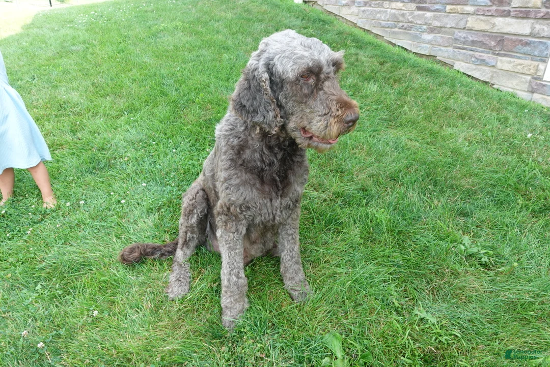 Newfypoo dogs for sale: F1b Milo - Ad 5