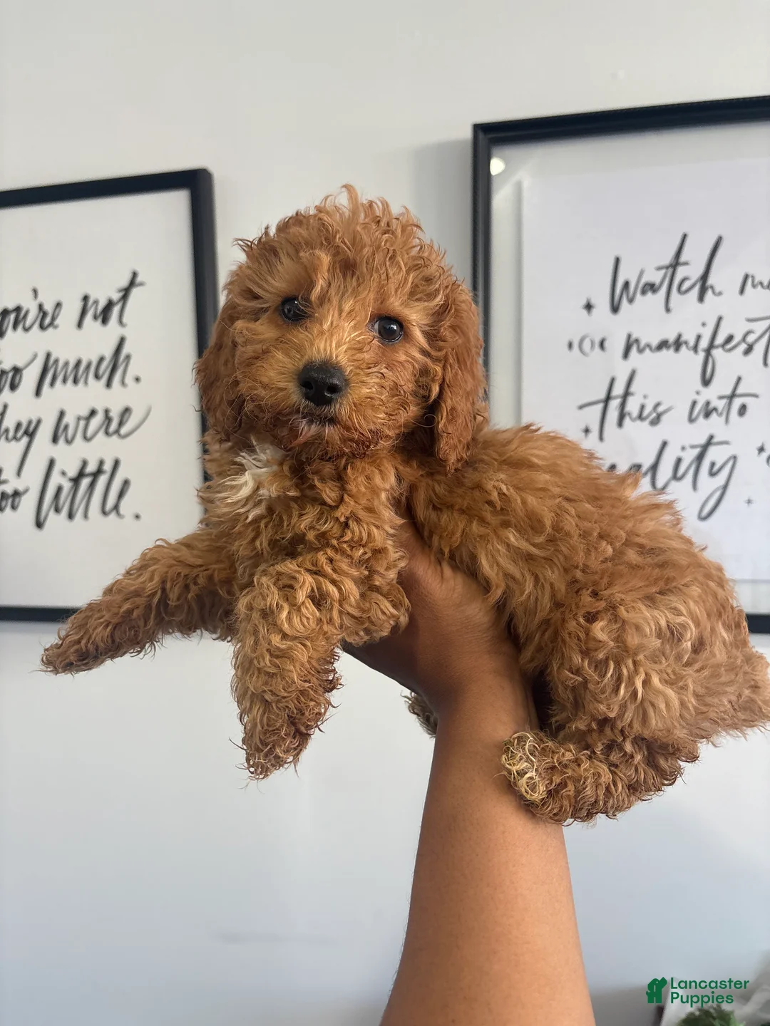 Cavapoo dogs for sale: Chance❤️🐾 - Ad 2