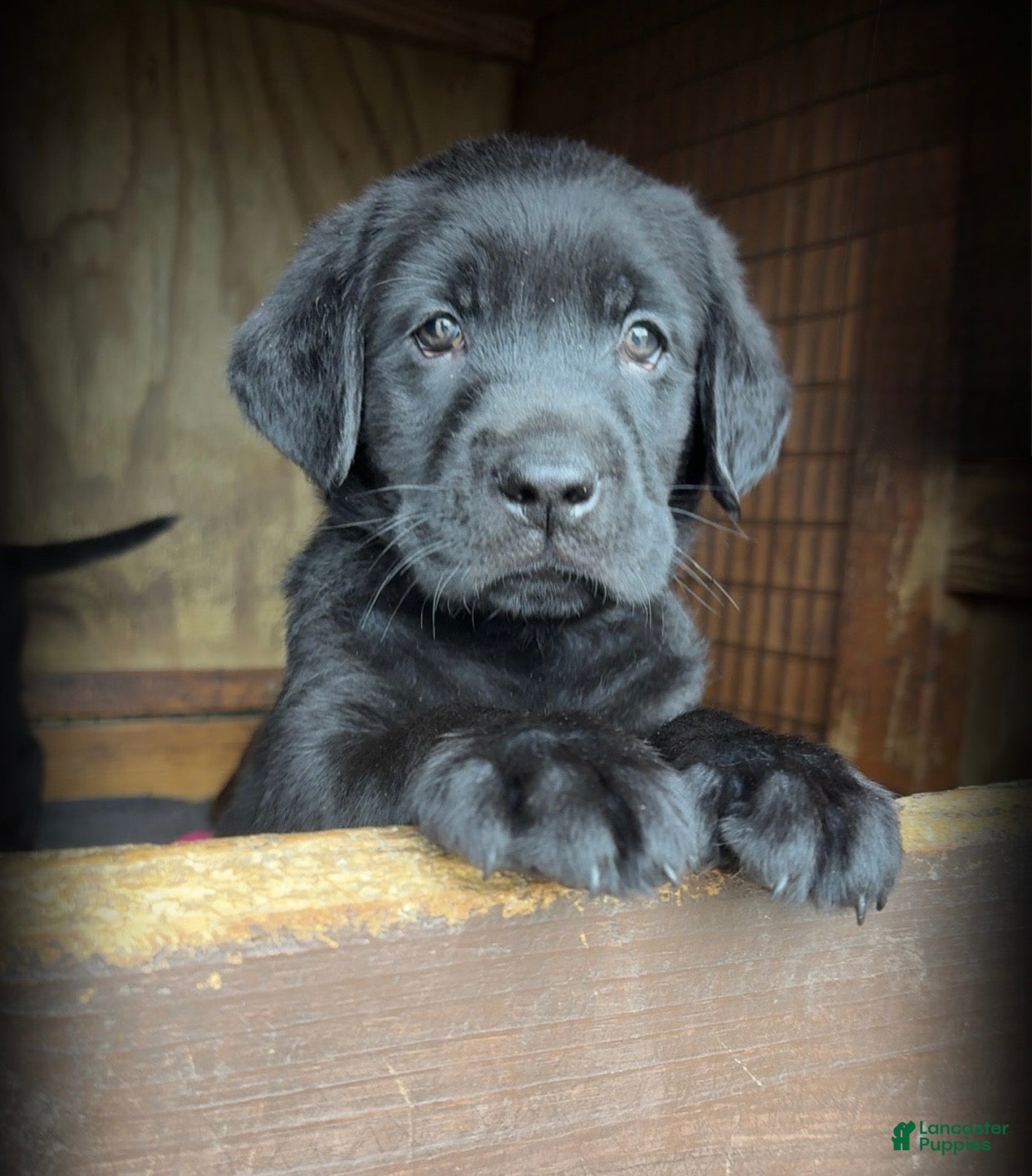 Labrador Retriever dogs Green Collar - Ad 1