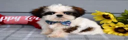 Shih Tzu dogs for sale: Cleo - Ad 1
