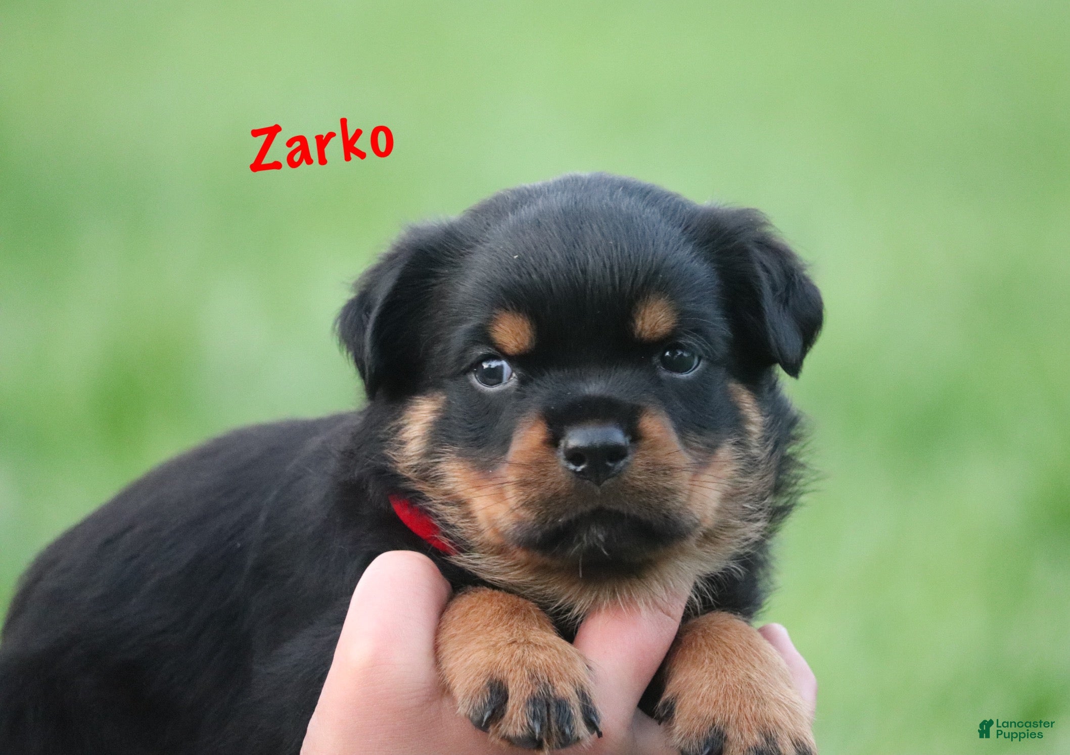 Rottweiler dogs Zarko w LONG TAIL  - Ad 2