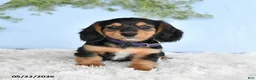 Miniature Dachshund dogs for sale: Hazel - Ad 5