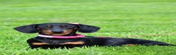 Miniature Dachshund dogs for sale: Theo - Ad 13