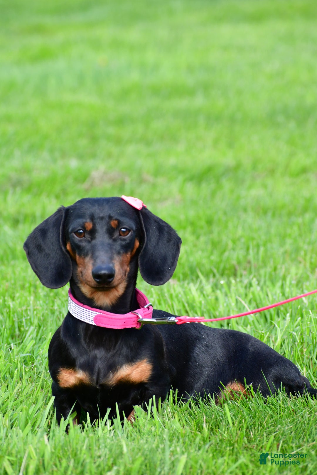Miniature Dachshund dogs for sale: Theo - Ad 13