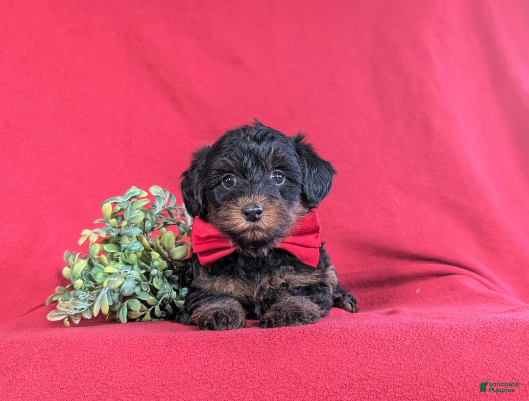 Yorkiepoo dogs for sale: Hugh 6 lbs Full Grown - Ad 5