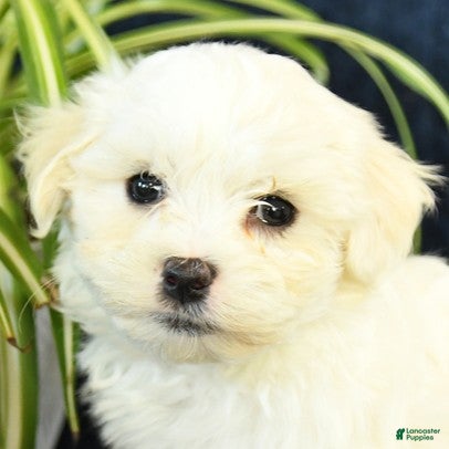 Maltese dogs Kipper - Ad 2