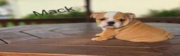 English Bulldog dogs for sale: English Bulldog 1 - Ad 6