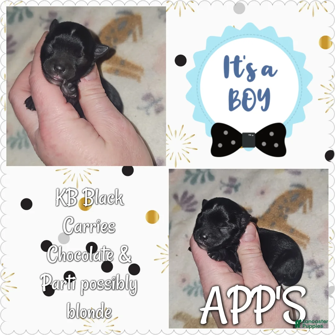 Yorkshire Terrier dogs for sale: Yorkshire Terrier Puppy 3 - Ad 1